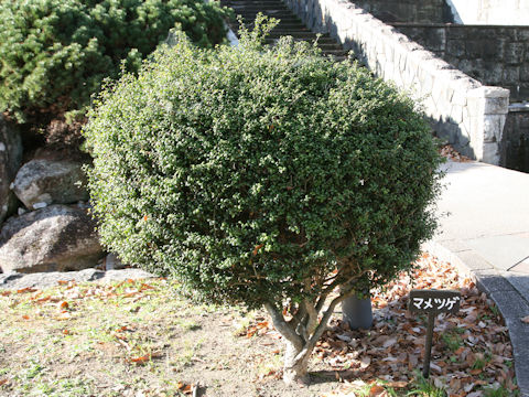 Ilex crenata cv. Convexa