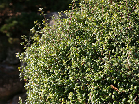 Ilex crenata cv. Convexa