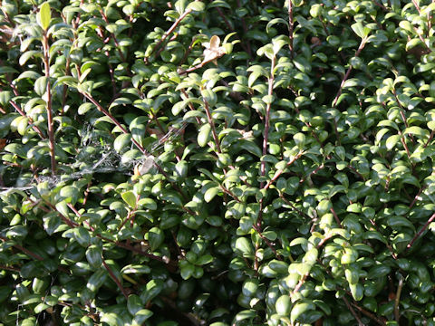 Ilex crenata cv. Convexa