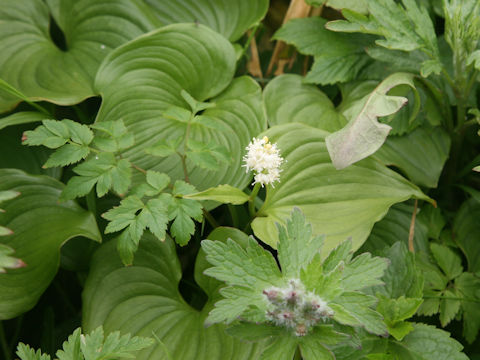 Maianthemum dilatatum