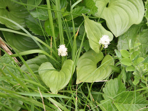 Maianthemum dilatatum