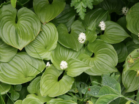 Maianthemum dilatatum