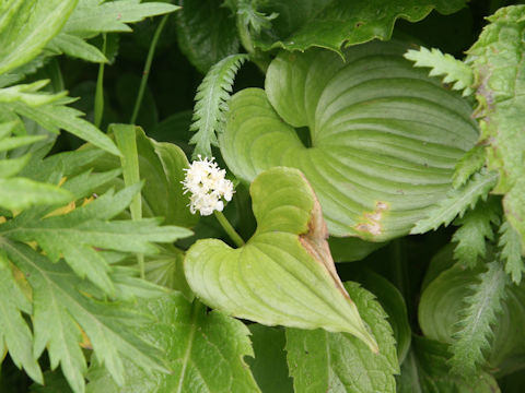 Maianthemum dilatatum