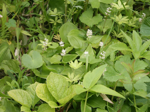 Maianthemum dilatatum