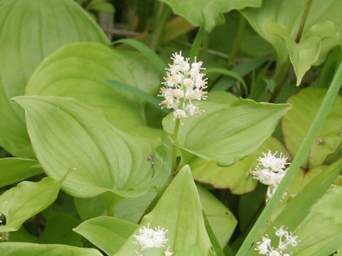 Maianthemum dilatatum