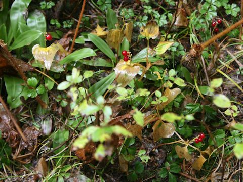 Maianthemum dilatatum