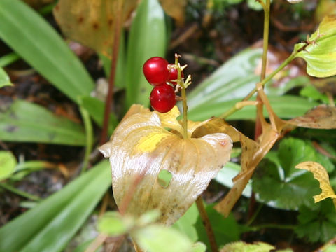 Maianthemum dilatatum