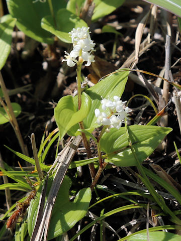 Maianthemum dilatatum