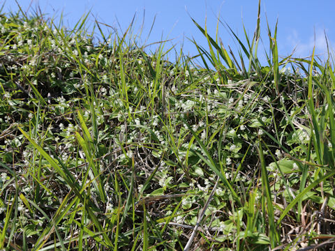 Maianthemum dilatatum