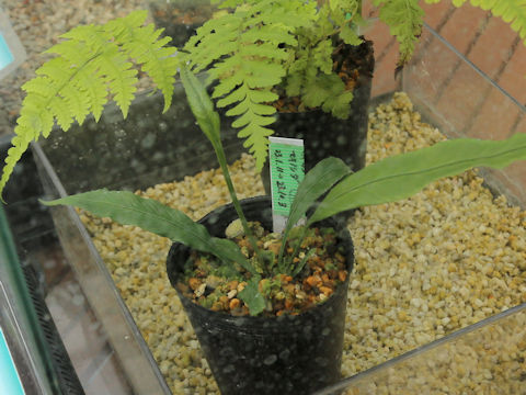 Asplenium formosae