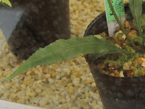 Asplenium formosae