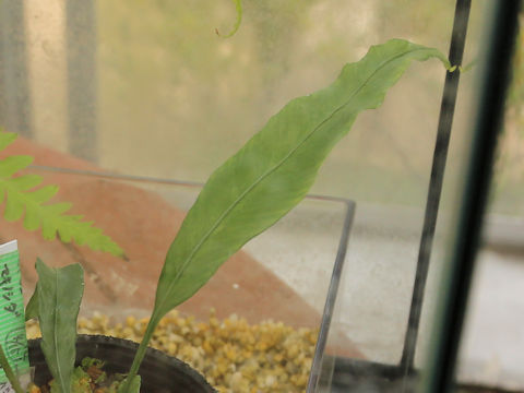 Asplenium formosae