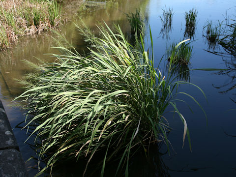 Zizania latifolia