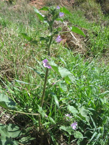 Malva multiflora