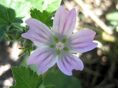 Malva multiflora