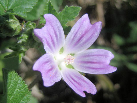 Malva multiflora