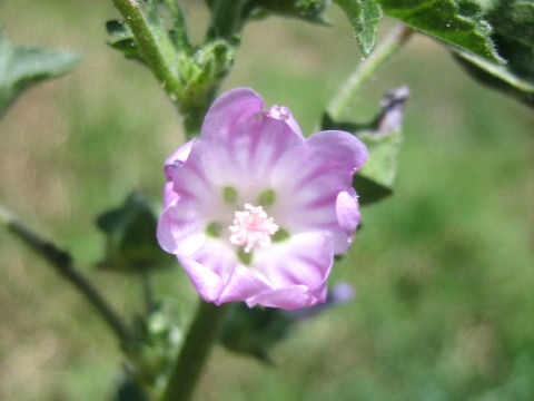 Malva multiflora