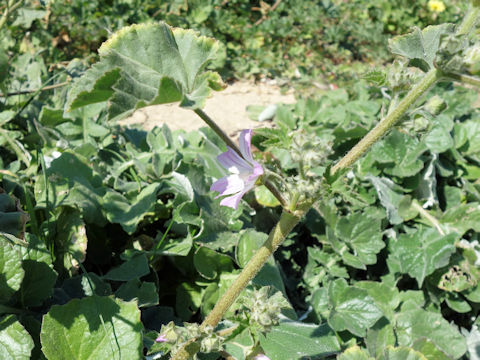 Malva multiflora