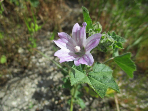 Malva multiflora