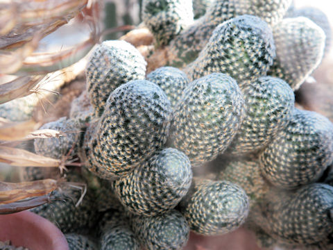 Mammillaria albilanata