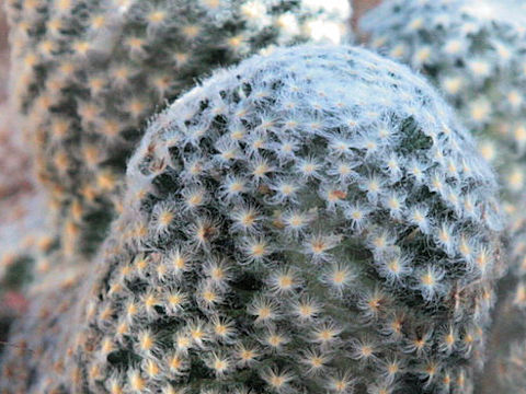 Mammillaria albilanata