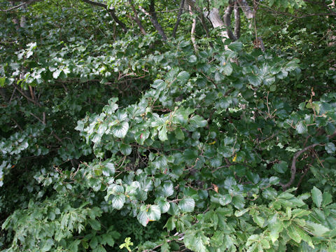 Hamamelis japonica var. obtusata