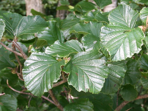 Hamamelis japonica var. obtusata