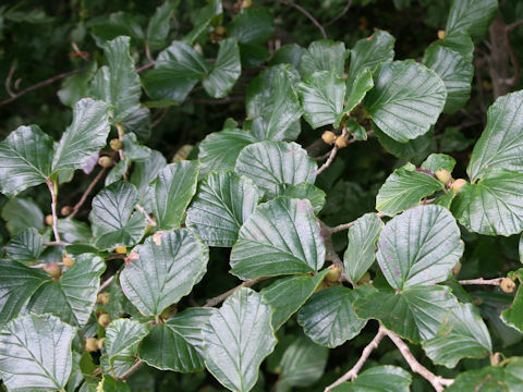 Hamamelis japonica var. obtusata