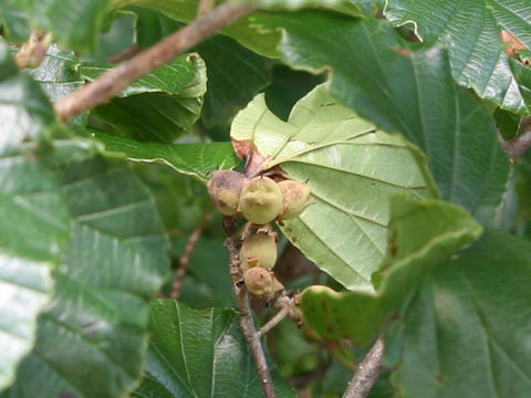 Hamamelis japonica var. obtusata