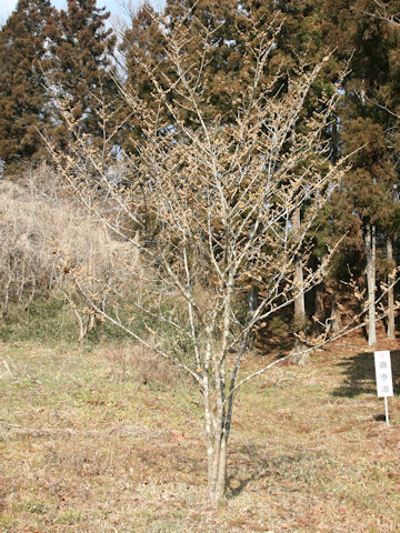 Hamamelis japonica var. obtusata