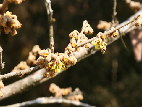 Hamamelis japonica var. obtusata