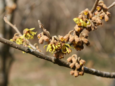 Hamamelis japonica var. obtusata