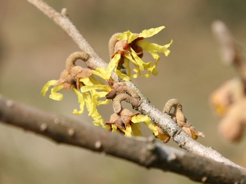 Hamamelis japonica var. obtusata