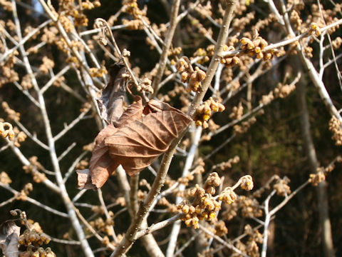 Hamamelis japonica var. obtusata