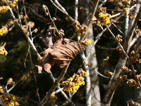 Hamamelis japonica var. obtusata