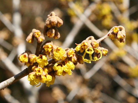 Hamamelis japonica var. obtusata