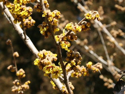 Hamamelis japonica var. obtusata