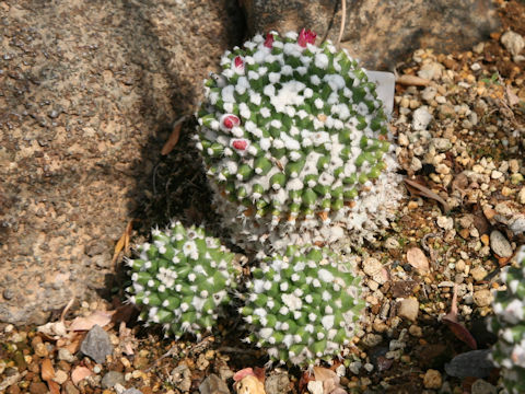 Mammillaria bucareliensis