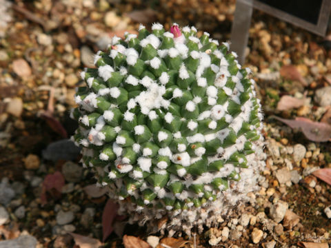 Mammillaria bucareliensis