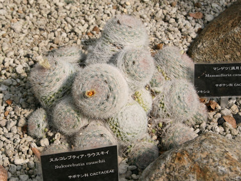Mammillaria candida
