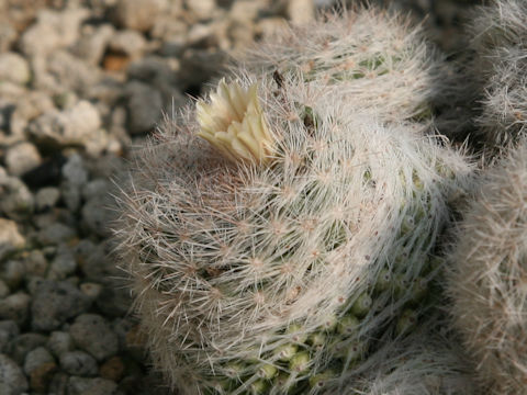 Mammillaria candida