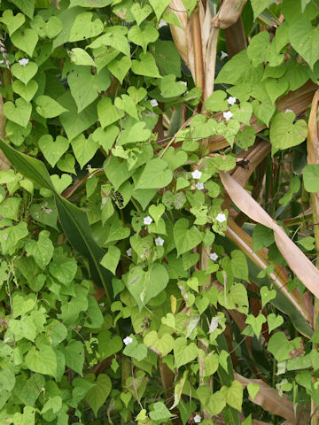 Ipomoea lacunosa