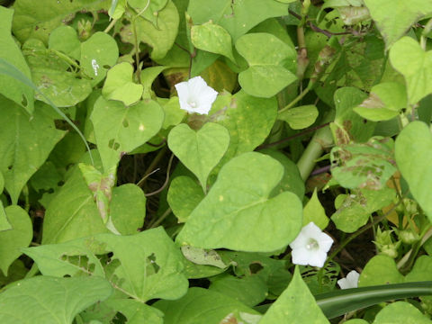 Ipomoea lacunosa