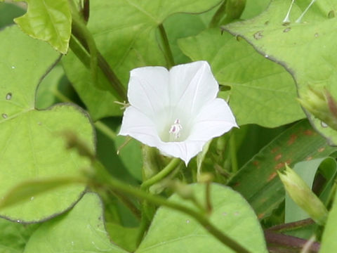 Ipomoea lacunosa