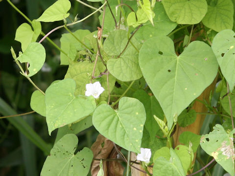 Ipomoea lacunosa