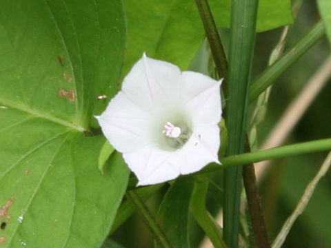 Ipomoea lacunosa