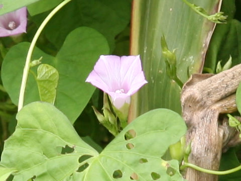 Ipomoea lacunosa