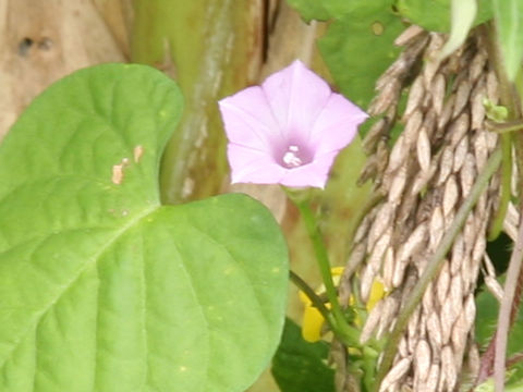 Ipomoea lacunosa