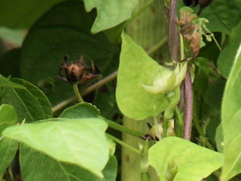 Ipomoea lacunosa