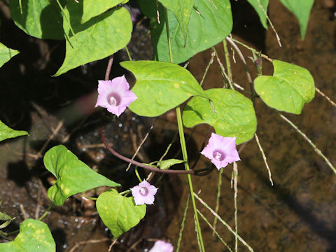 Ipomoea lacunosa